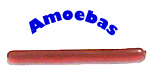 Amoebas